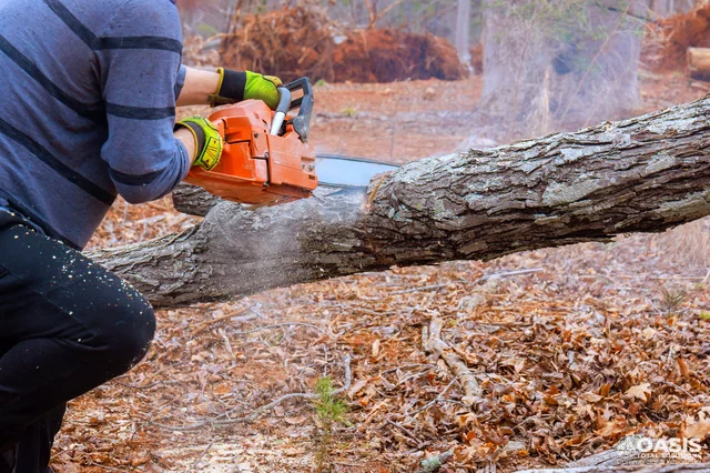 Cutting a fallen trunk with a chainsaw