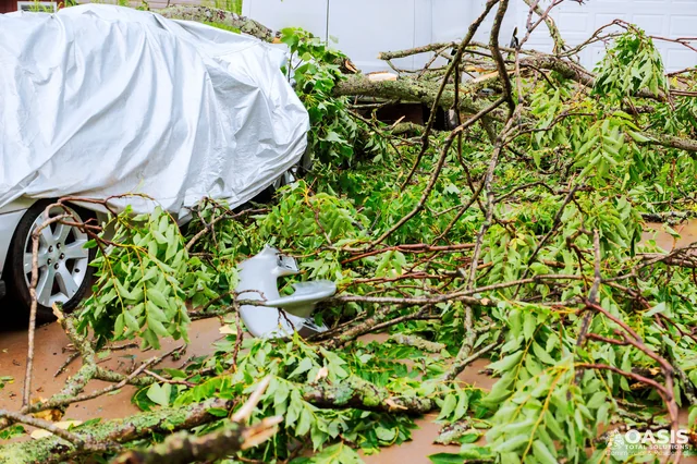 Storm branches covering driveway and car