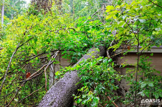 Large tree fallen onto building wall