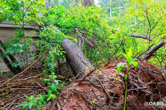Uprooted tree with exposed roots near structure