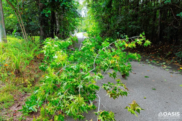 Tree limb blocking neighborhood road