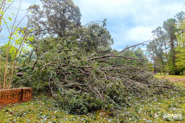 Large fallen tree in a yard after a storm