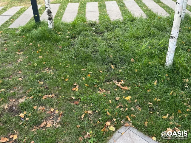 Overgrown grass by walkway and trees