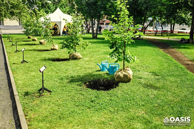 Tree planting with holes ready