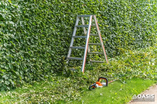 Hedge trimming along property boundary