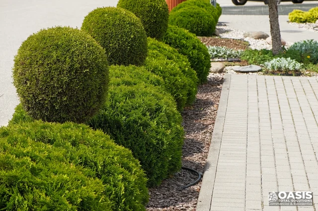 Shaped evergreen shrubs by sidewalk