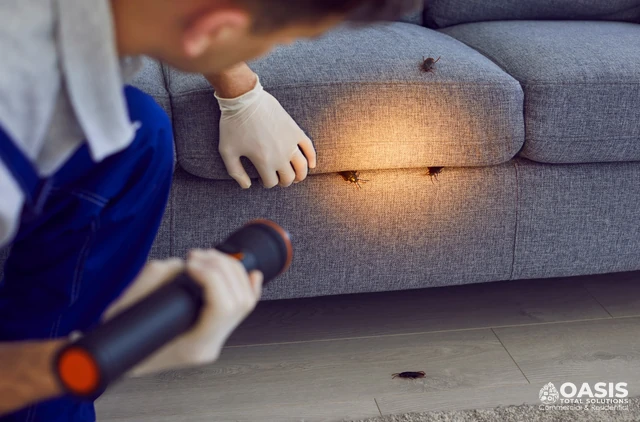 Inspection for cockroaches in sofa seams using a flashlight